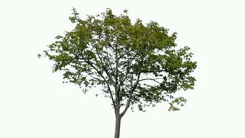 Real Tree isolated on the wind 94 on white background Stock Footage 95765401