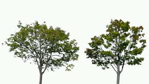 Real Tree isolated on the wind 94-95 MIX on white background Stock Footage 95765460