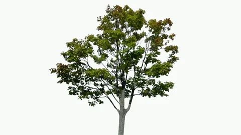 Real Tree isolated on the wind 95 on white background Stock Footage 95765631