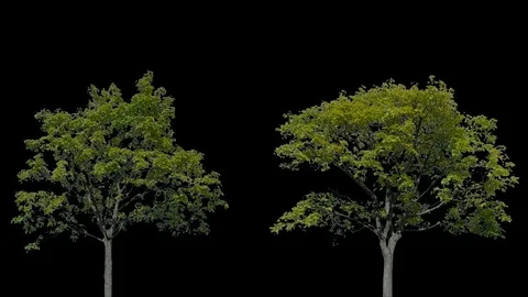 Real Tree isolated on the wind 96-97 MIX Stock Footage 95329001