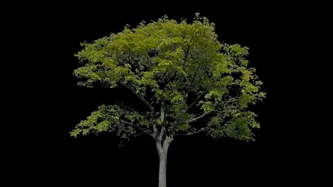 Real Tree isolated on the wind 96 Stock Footage 95332989