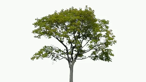 Real Tree isolated on the wind 96 on white background Video stock 95765535