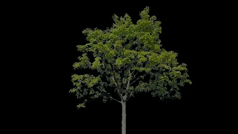 Real Tree isolated on the wind 97 Video stock 95328154