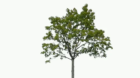 Real Tree isolated on the wind 97 on white background Stock Footage 95765762