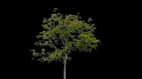 Real Tree isolated on the wind 98 Stock Footage 95318179