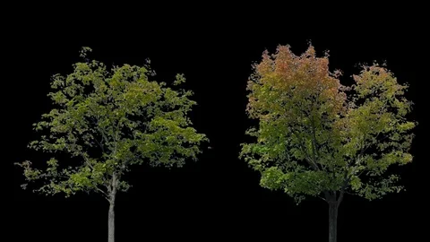 Real Tree isolated on the wind 98-99 MIX Stock Footage 95328943