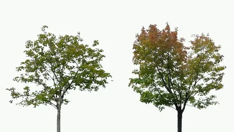 Real Tree isolated on the wind 98-99 MIX on white background Stock Footage 95765848