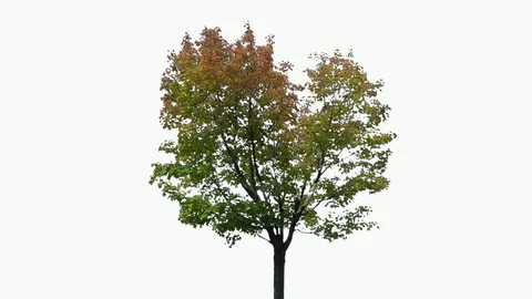 Real Tree isolated on the wind 99 on white background Stock Footage 95765900