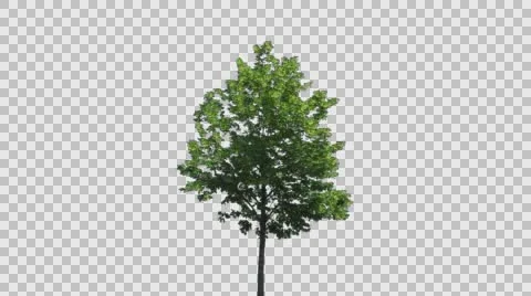 Real Tree Isolated On The Wind  Stock Footage 64129454