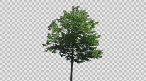 Real Tree Isolated On The Wind  Stock Footage 64184083