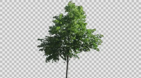 Real Tree Isolated On The Wind  Stock Footage 64206429