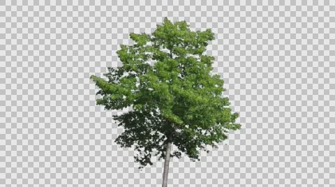 Real Tree Isolated On The Wind Stock Footage 64215785