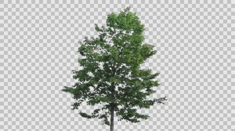 Real Tree Isolated On The Wind  Stock Footage 64275050