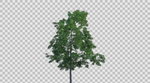 Real Tree Isolated On The Wind  Stock Footage 64275319