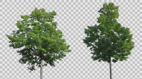 Real Tree Isolated On The Wind Stock Footage 64368217