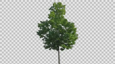 Real Tree Isolated On The Wind Stock Footage 64368635