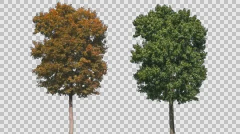 Real Tree Isolated On The Wind MIX 11-56 Stock Footage 59756428