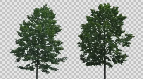 Real Tree Isolated On The Wind MIX 21-22 Stock Footage 63396059