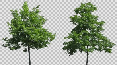 Real Tree Isolated On The Wind MIX 41-42 Stock Footage