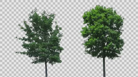 Real Tree Isolated On The Wind MIX 40-43 Stock Footage 64125049
