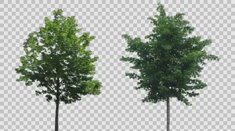 Real Tree Isolated On The Wind MIX Stock Footage 64141122