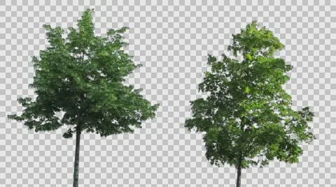 Real Tree Isolated On The Wind MIX  Stock Footage 64168896