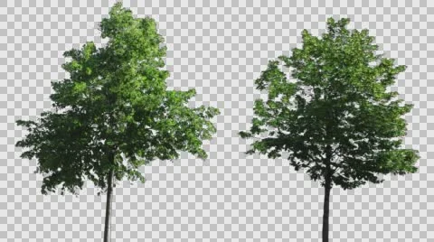 Real Tree Isolated On The Wind MIX  Stock Footage 64210999