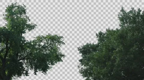 Real Tree Isolated On The Wind MIX 62-64 Stock Footage 64739943