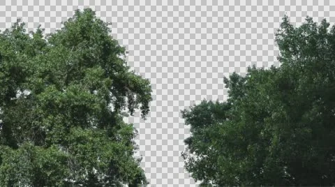 Real Tree Isolated On The Wind MIX 63-64 Stock Footage 64739986