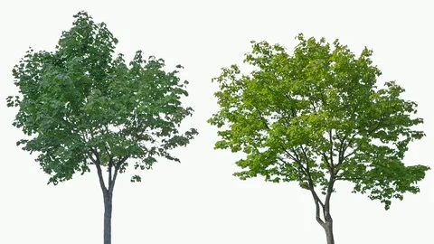 Real Tree isolated on the wind MIX on white background Stock Footage 93870590