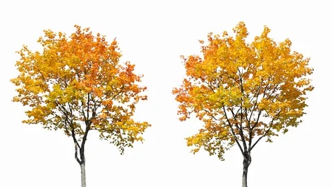 Real Tree isolated on the wind MIX 122-123 on white background Stock Footage 125838267