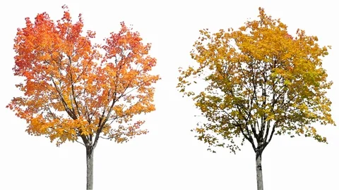 Real Tree isolated on the wind MIX 124-125 on white background Stock Footage 125838357