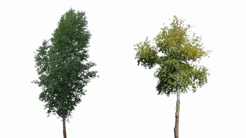 Real Tree isolated on the wind MIX 128-131 on white background Stock Footage 125838892