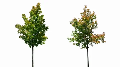 Real Tree isolated on the wind MIX 134-135 on white background Stock Footage 125838977