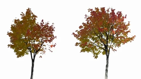 Real Tree isolated on the wind MIX 132-133 on white background Stock Footage 125839022