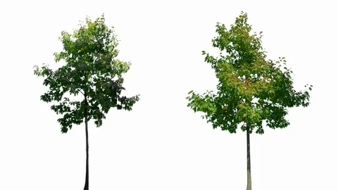 Real Tree isolated on the wind mix 136-137 on white background Stock Footage 125839148