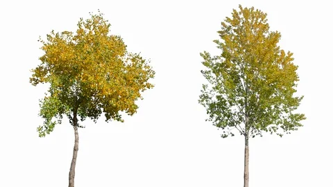 Real Tree isolated on the wind MIX 129-130 on white background Stock Footage 125839366