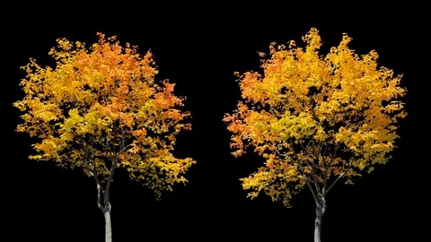 Real Tree isolated on the wind MIX 122-123 Stock Footage 126605736