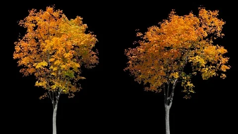 Real Tree isolated on the wind MIX 126-127 Stock Footage 126608998