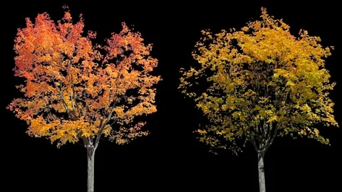 Real Tree isolated on the wind MIX 124-125 Stock Footage 126609184