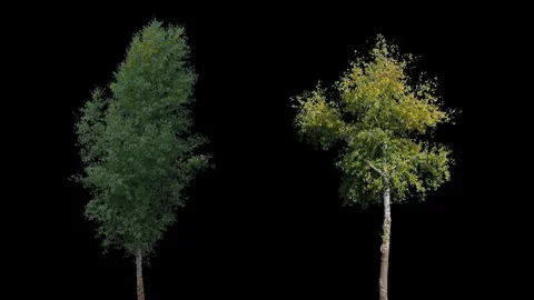 Real Tree isolated on the wind MIX 128-131 Video stock 126609189