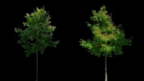 Real Tree isolated on the wind mix 136-137 Stock Footage 126995601