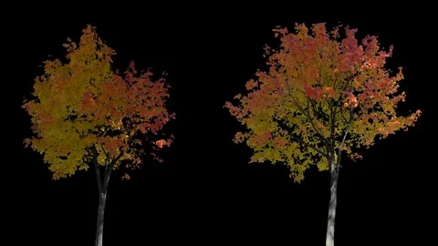 Real Tree isolated on the wind MIX 132-133 Stock Footage 126996316