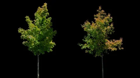 Real Tree isolated on the wind MIX 134-135 Stock Footage 126996880