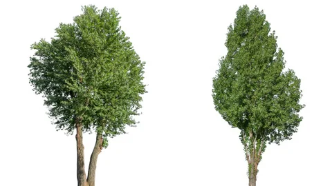 Real Tree isolated on the wind MIX 138-139 on white background Stock Footage 139058802