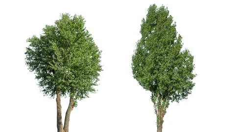 Real Tree isolated on the wind MIX 138-139 4K on white background Video stock 139061160