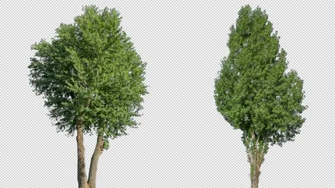 Real Tree isolated on the wind MIX 138-139 Stock Footage 139061353