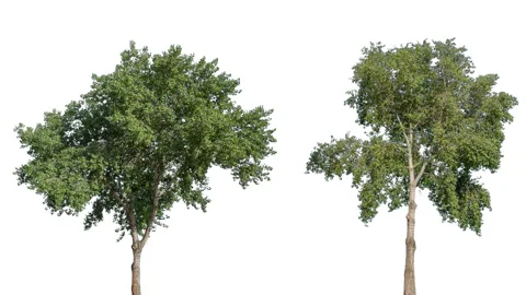 Real Tree isolated on the wind MIX 140-141 on white background Stock Footage 139062709