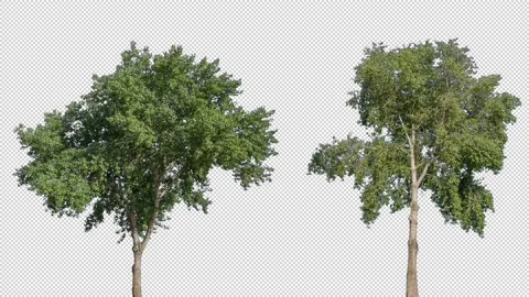 Real Tree isolated on the wind MIX 140-141 Stock Footage 139065715