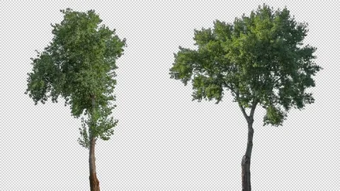 Real Tree isolated on the wind MIX 142-143 Stock Footage 139107804